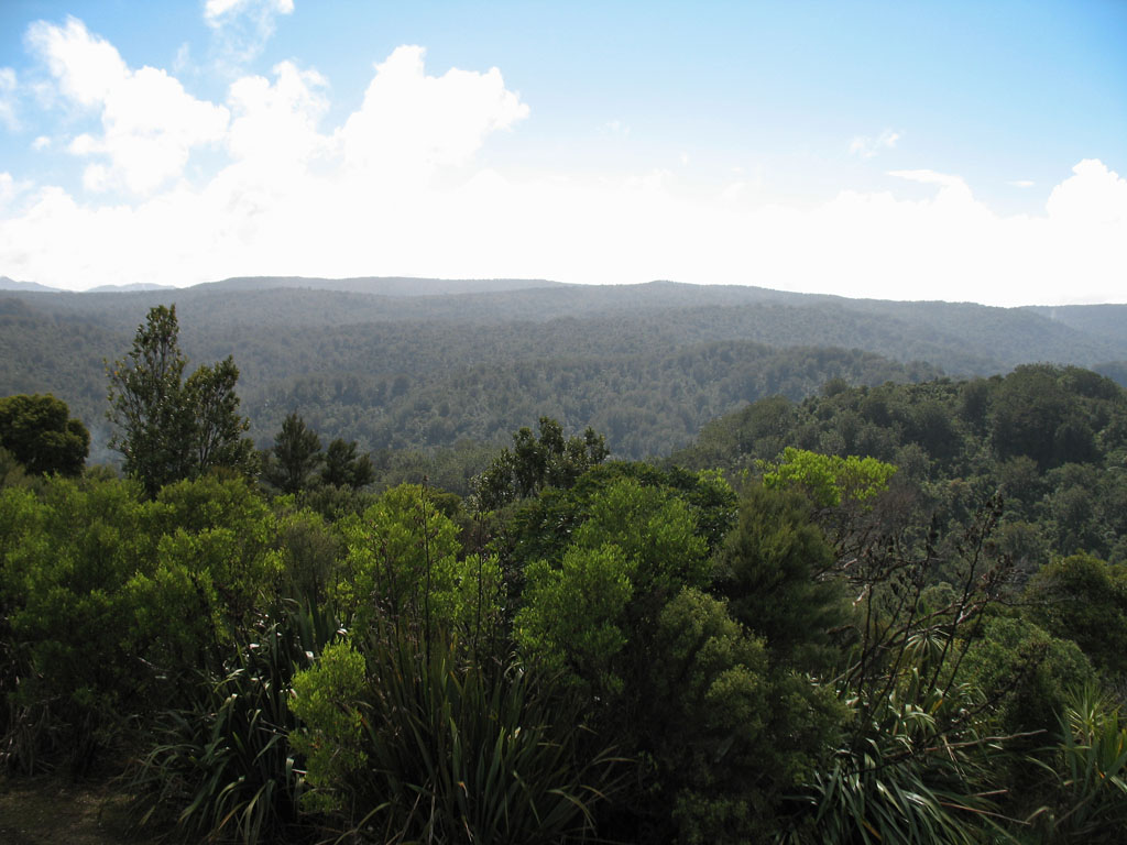 116 - Waipoua Forest